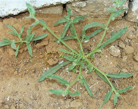  Plant